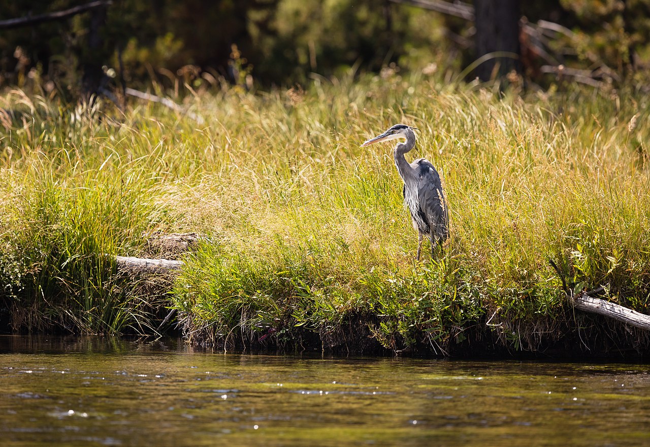 Great Blue Heron
