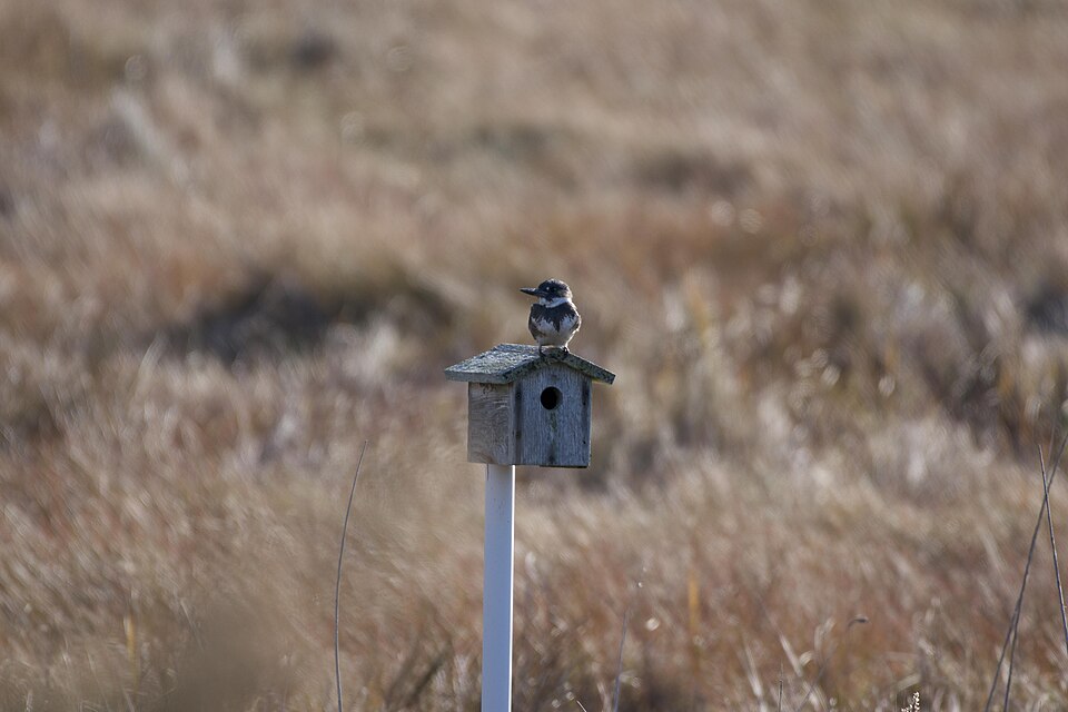Belted Kingfisher