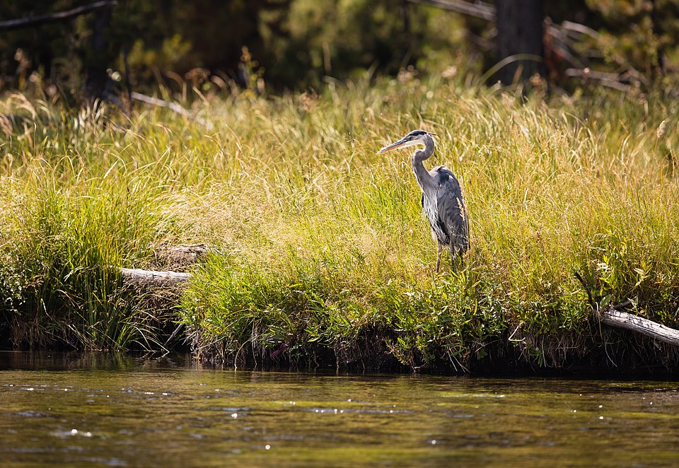 Great Blue Heron
