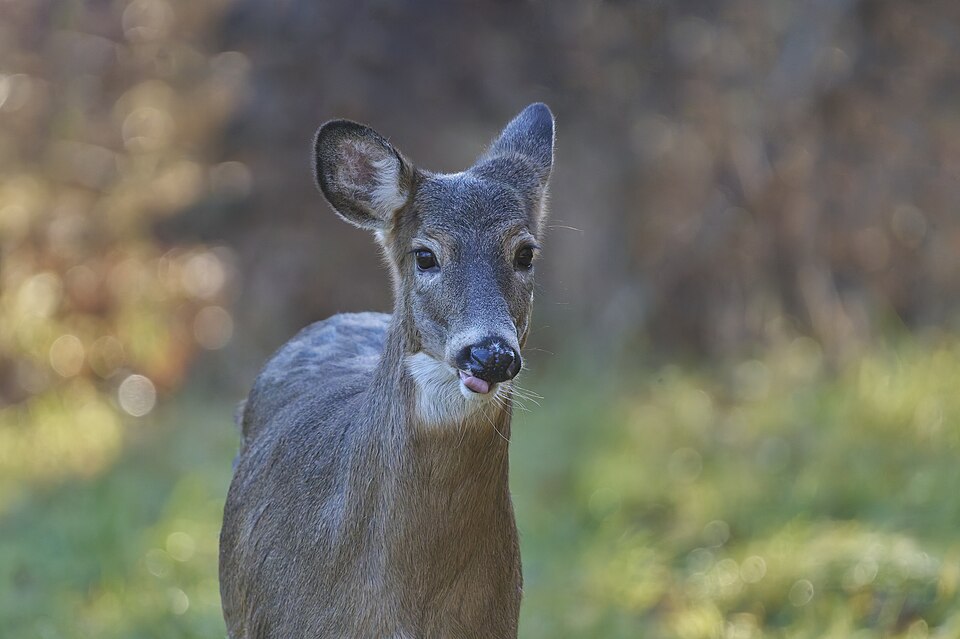 White-tailed Deer