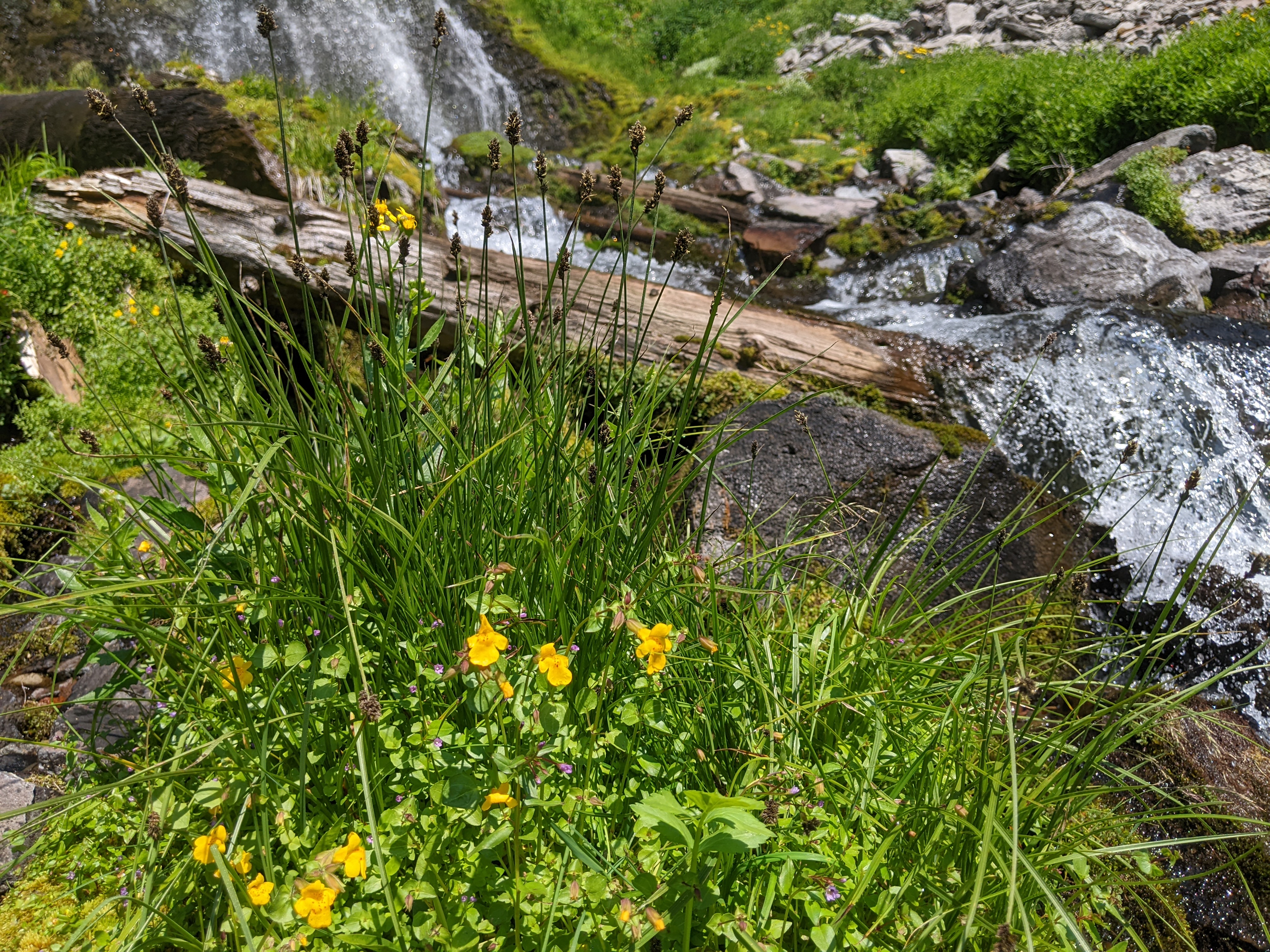 Plaikni Falls waterfall view