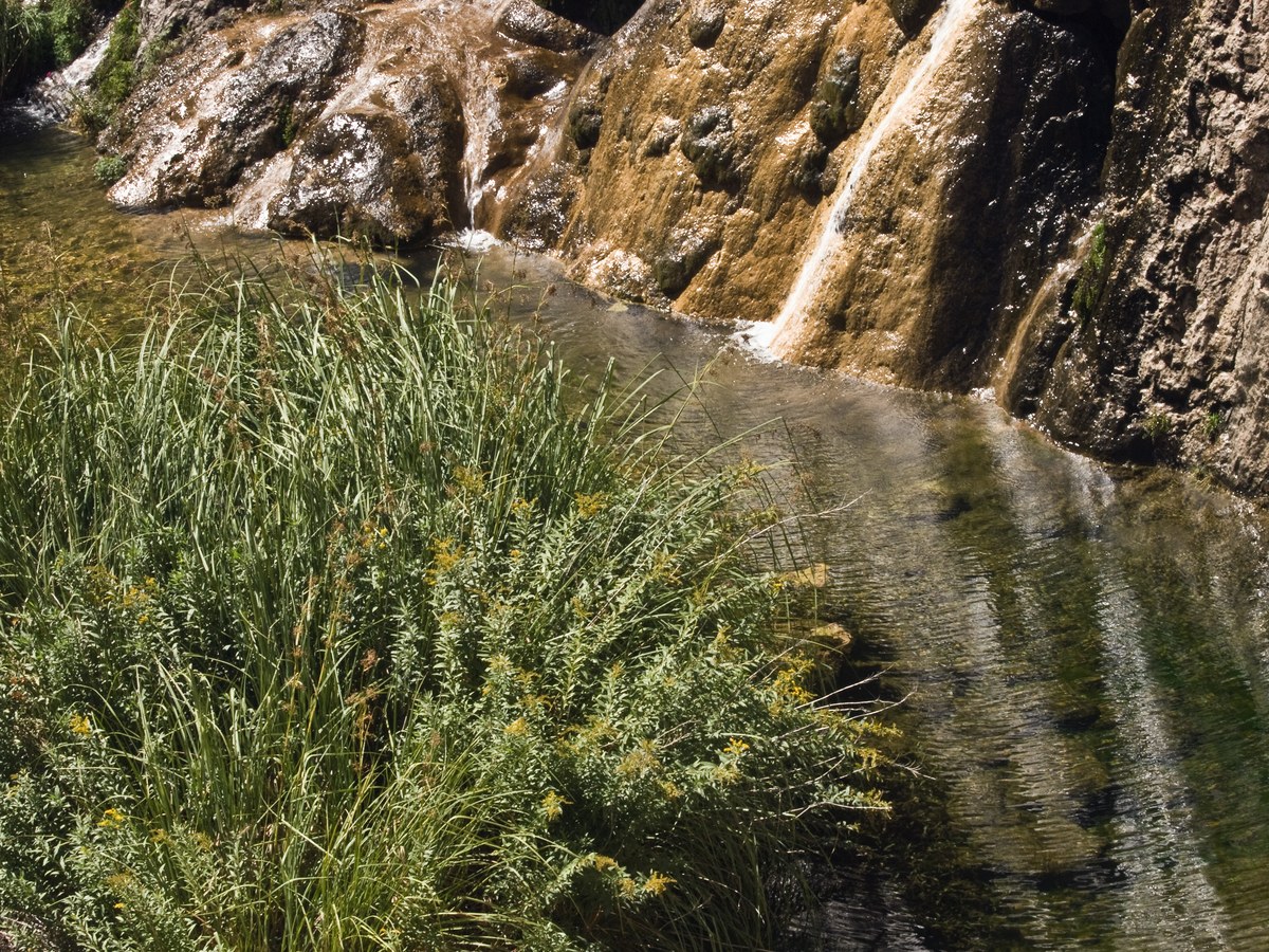 Spring-fed pool and reeds below Sitting Bull Falls