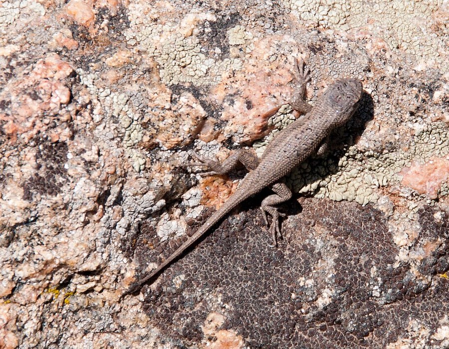 Southwestern Fence Lizard