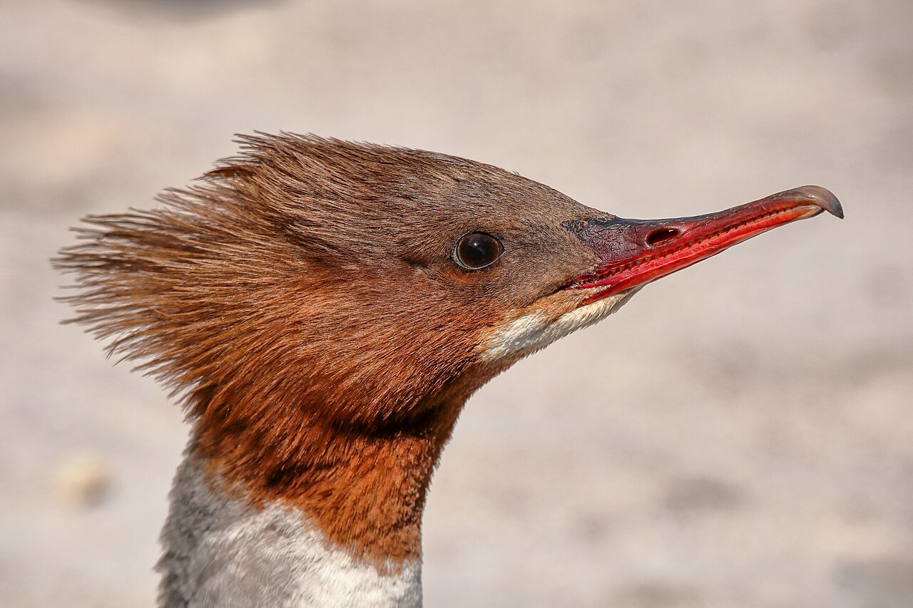 Common Merganser