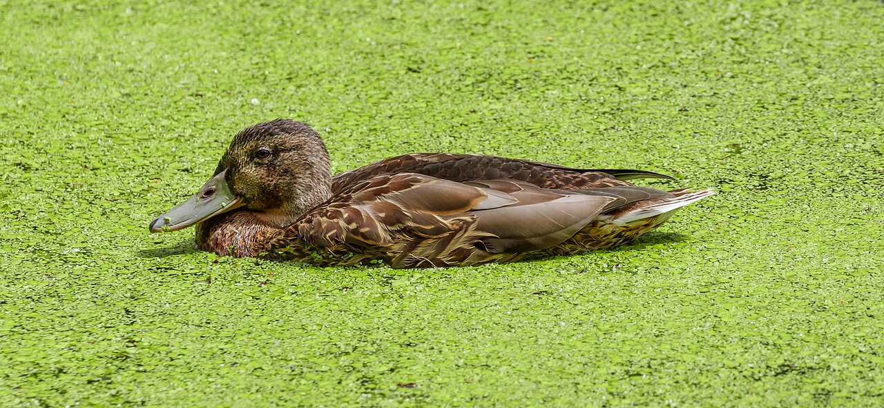 Mallard