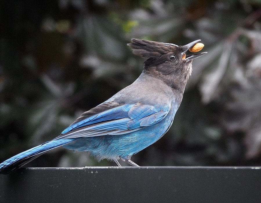 Steller's Jay